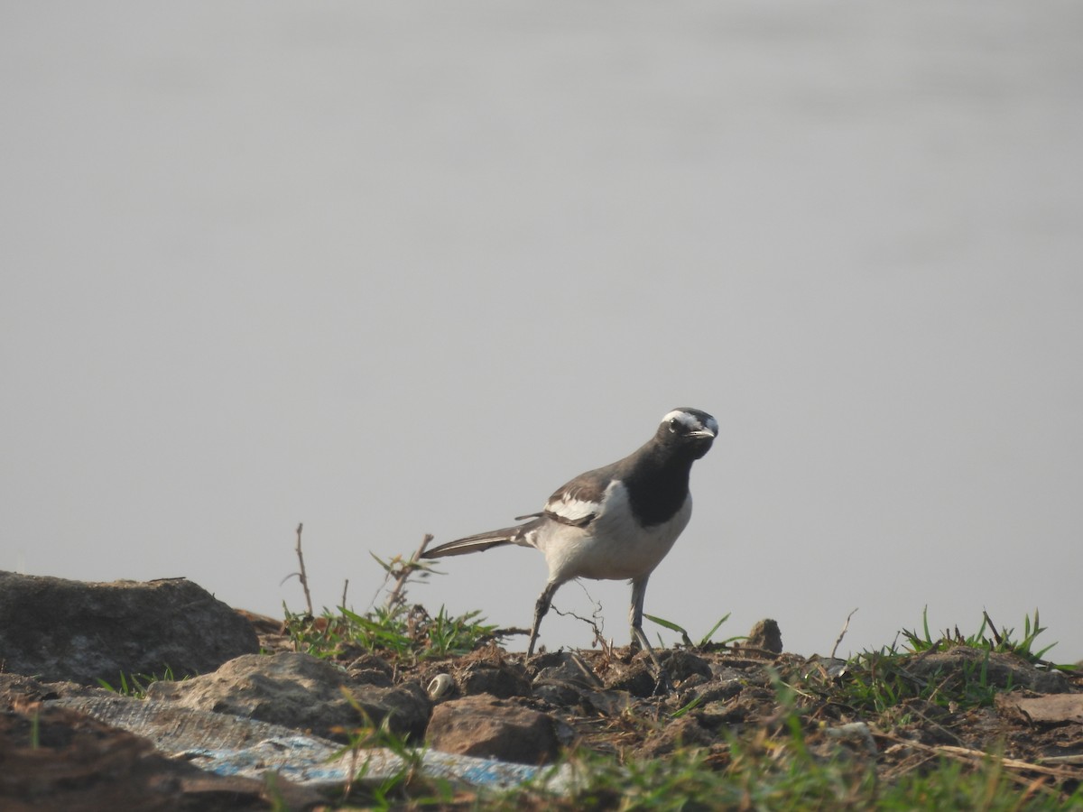 White-browed Wagtail - ML645700197