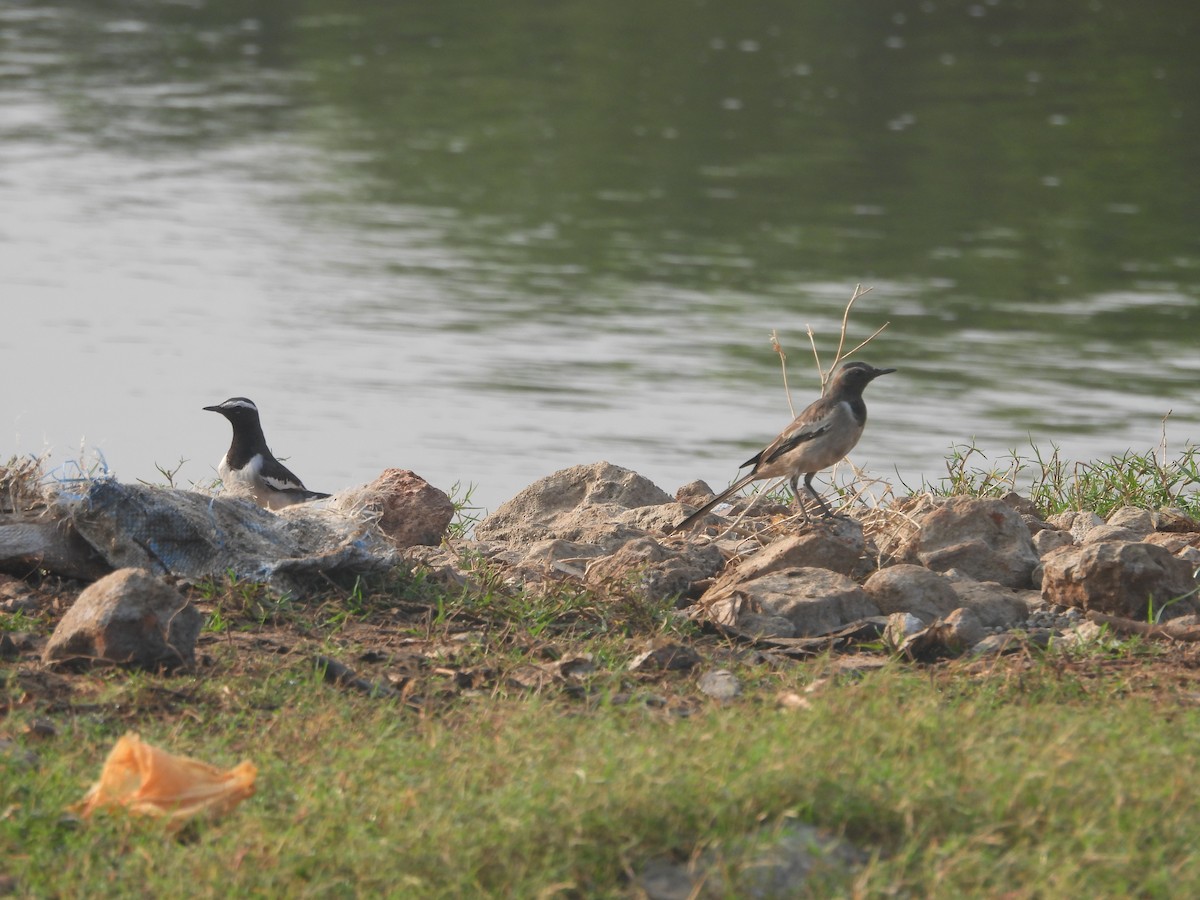 White-browed Wagtail - ML645700198