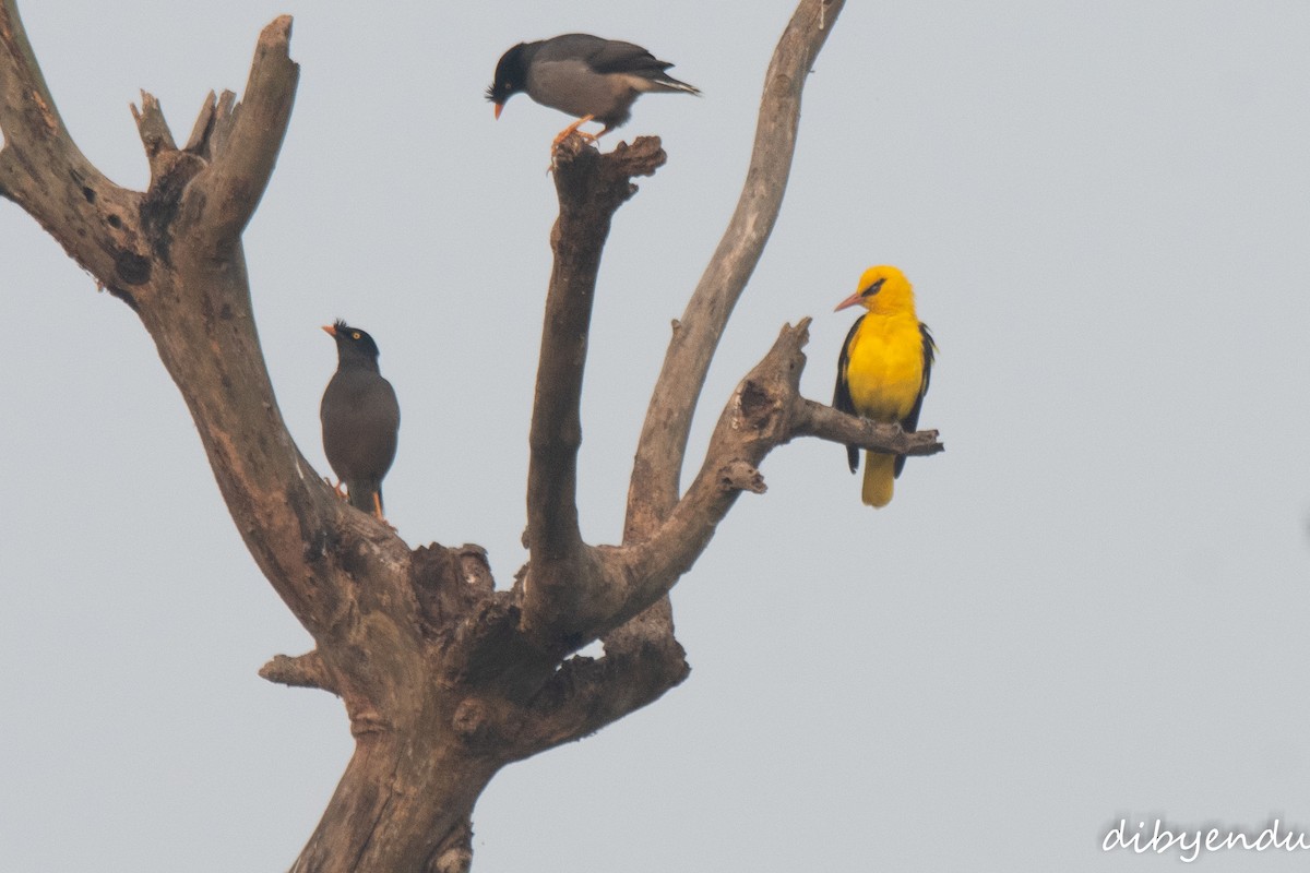 Indian Golden Oriole - ML645700201