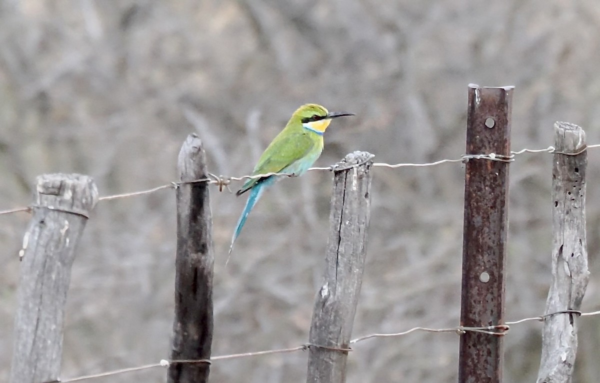 Swallow-tailed Bee-eater - ML645700203