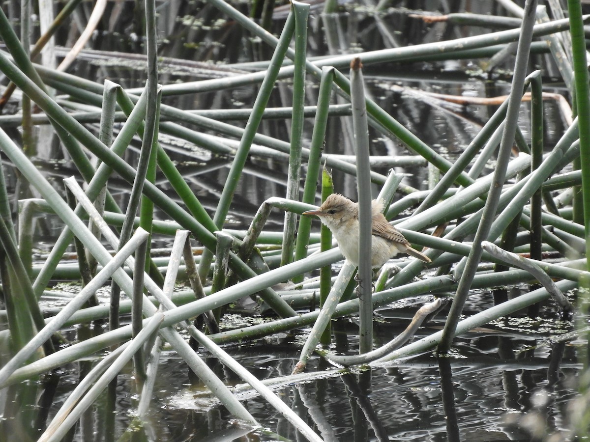 Australian Reed Warbler - ML645700215
