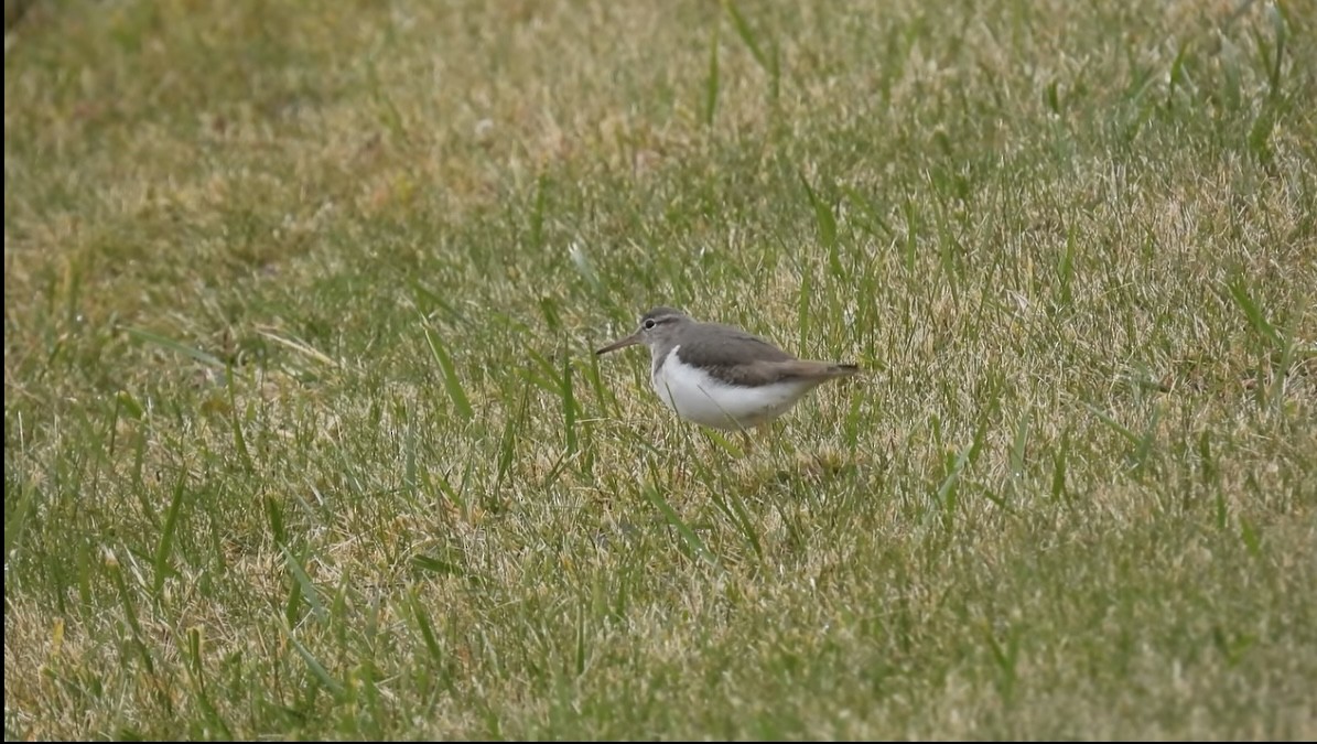 Spotted Sandpiper - ML645700218