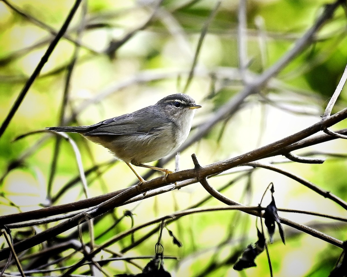 עלווית כהה - ML645700219
