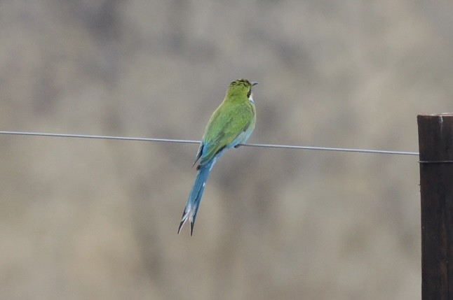 Swallow-tailed Bee-eater - ML645700220