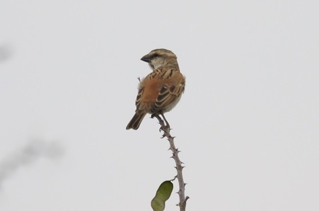 Great Rufous Sparrow - ML645700239