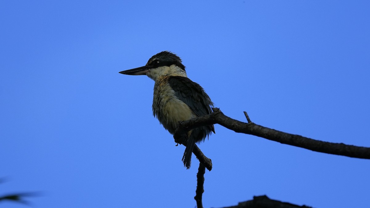 Sacred Kingfisher - ML645700244