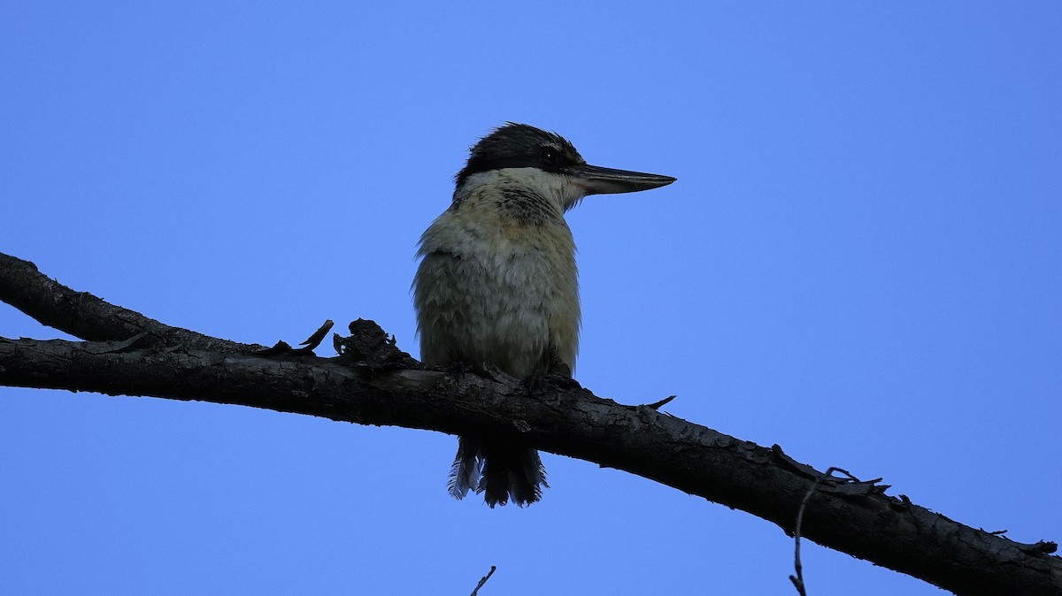 Sacred Kingfisher - ML645700251