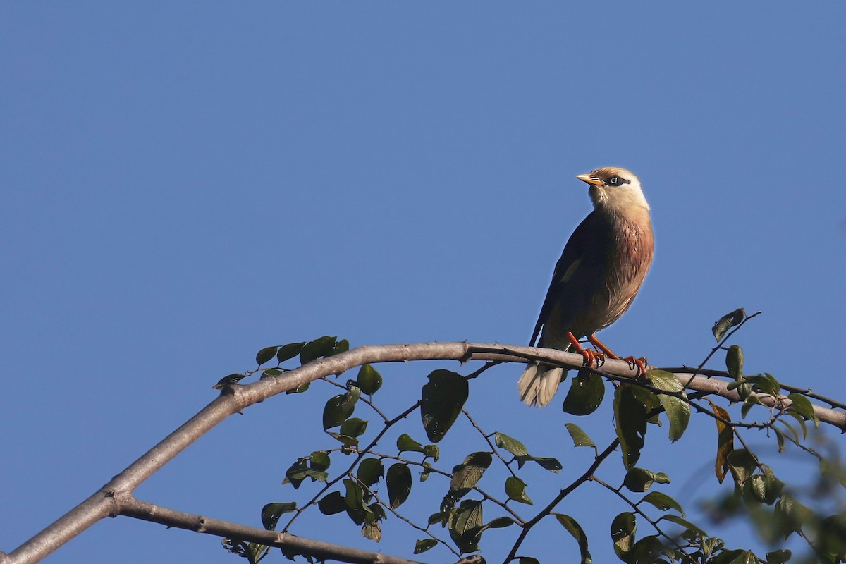 vinstær - ML645700261