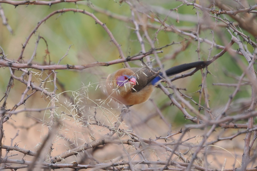 Violet-eared Waxbill - ML645700263