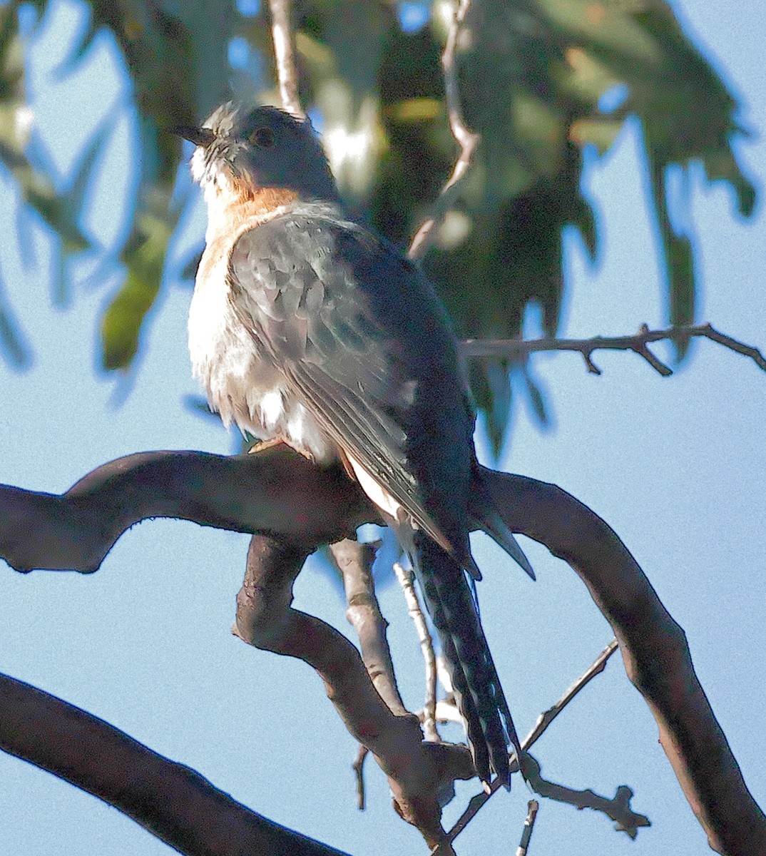 Fan-tailed Cuckoo - ML645700278