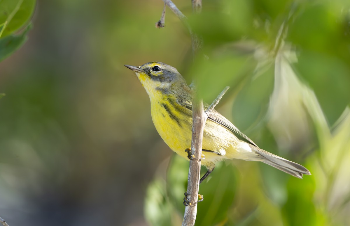 Пісняр-лісовик прерієвий - ML645700279