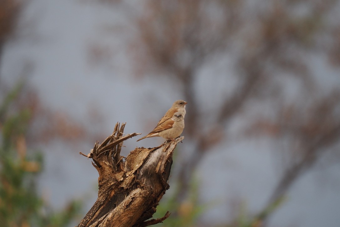 Southern Gray-headed Sparrow - ML645700280