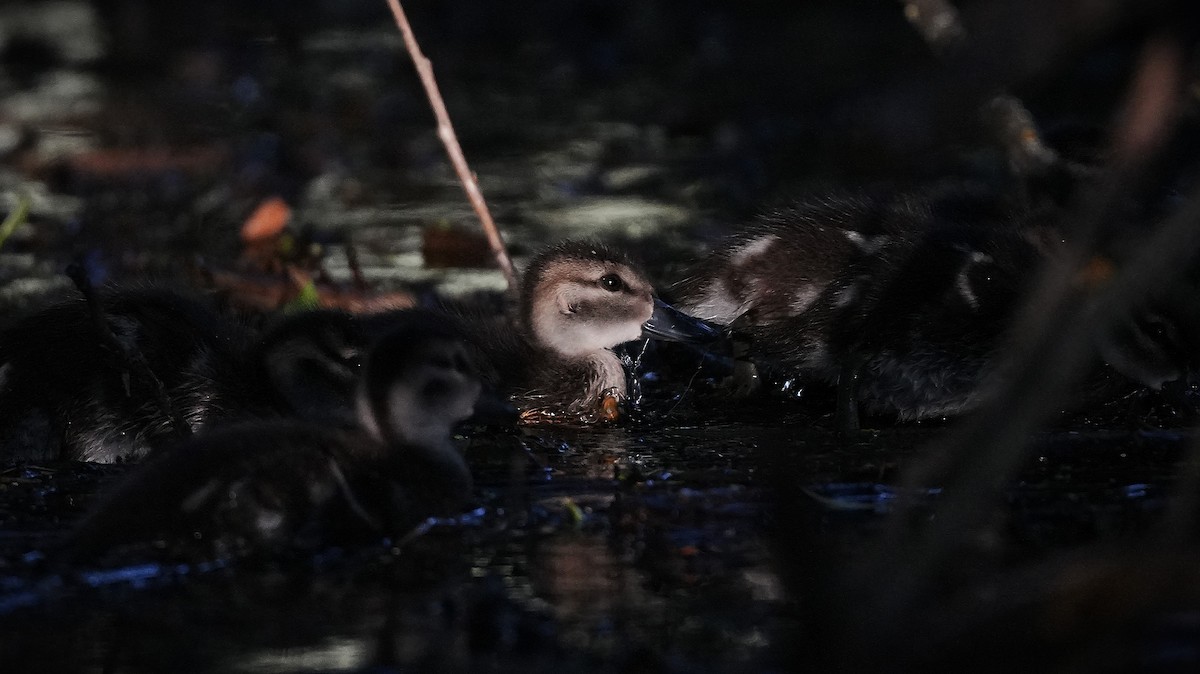 Gray Teal - ML645700282