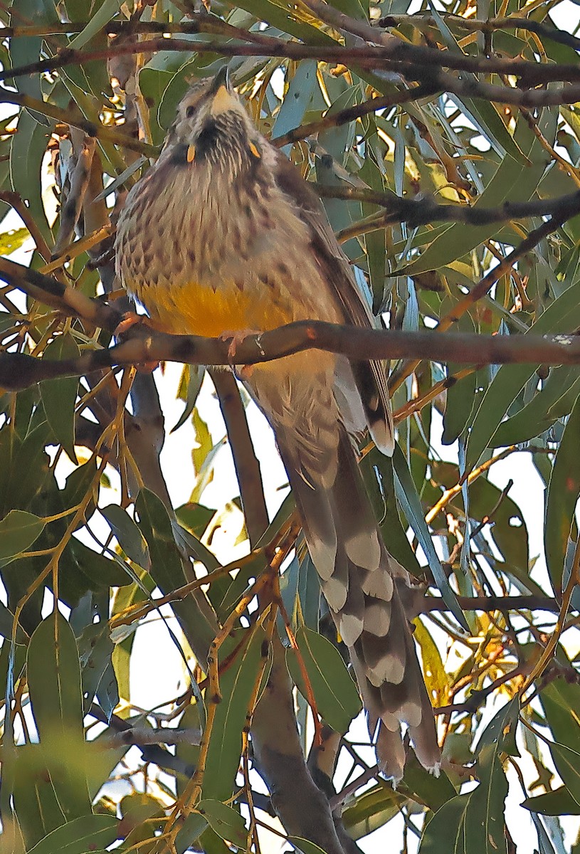 Медолюб-сережник великий - ML645700283