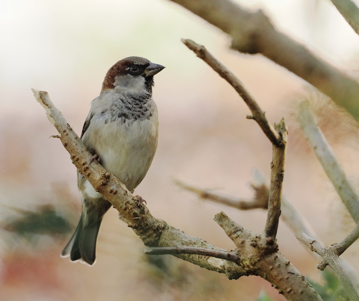 Горобець хатній - ML645700284