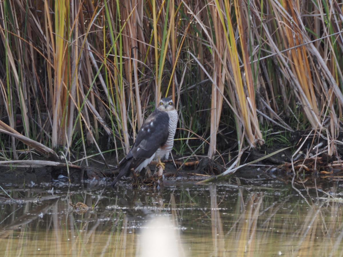 Яструб малий - ML645700285