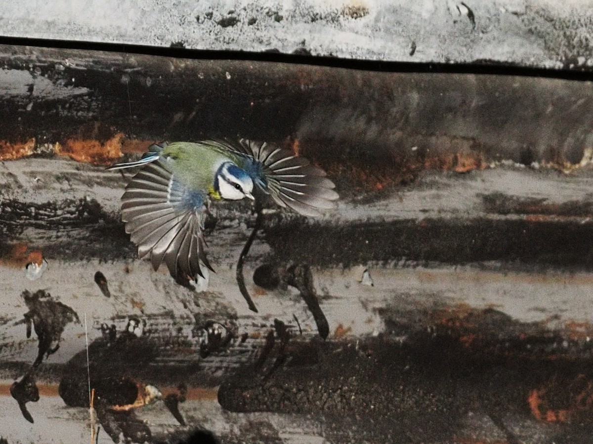 Синиця блакитна - ML645700286