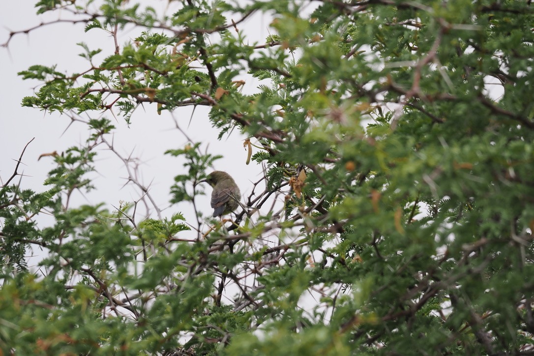 Маріка брунатна - ML645700287