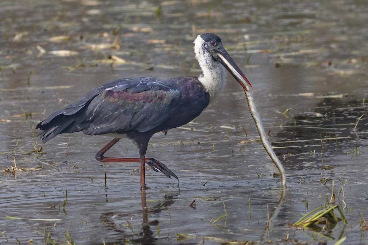 Лелека білошиїй - ML645700289