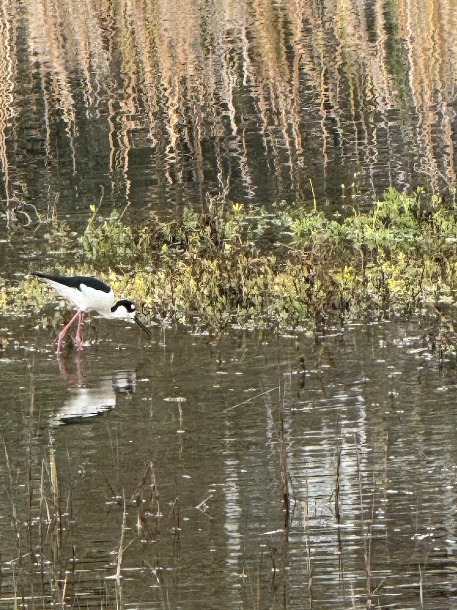 Кулик-довгоніг американський - ML645700290