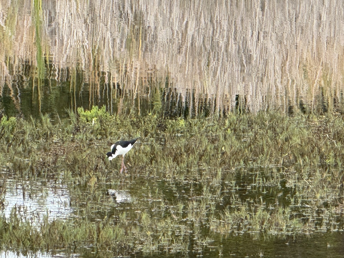 Кулик-довгоніг американський - ML645700291