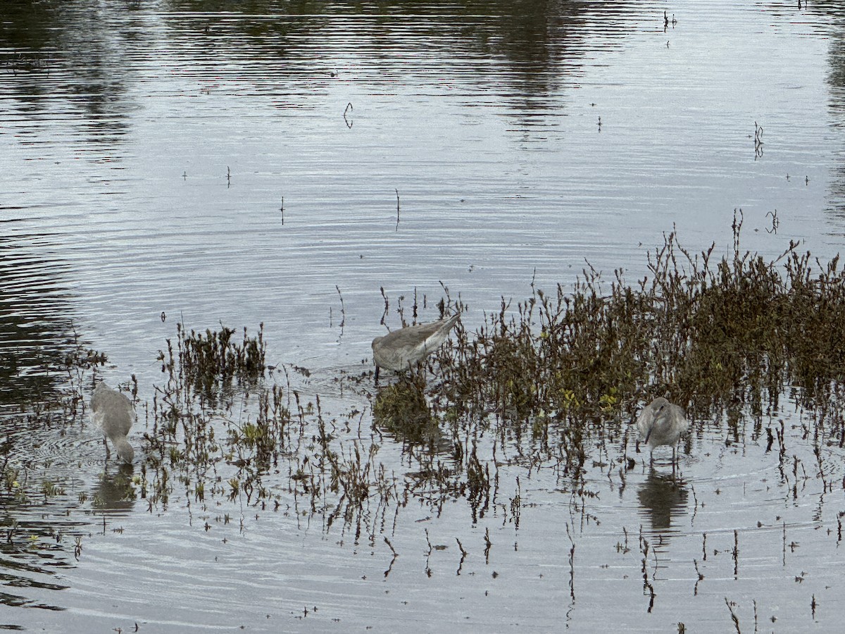 Кулик-довгоніг американський - ML645700292