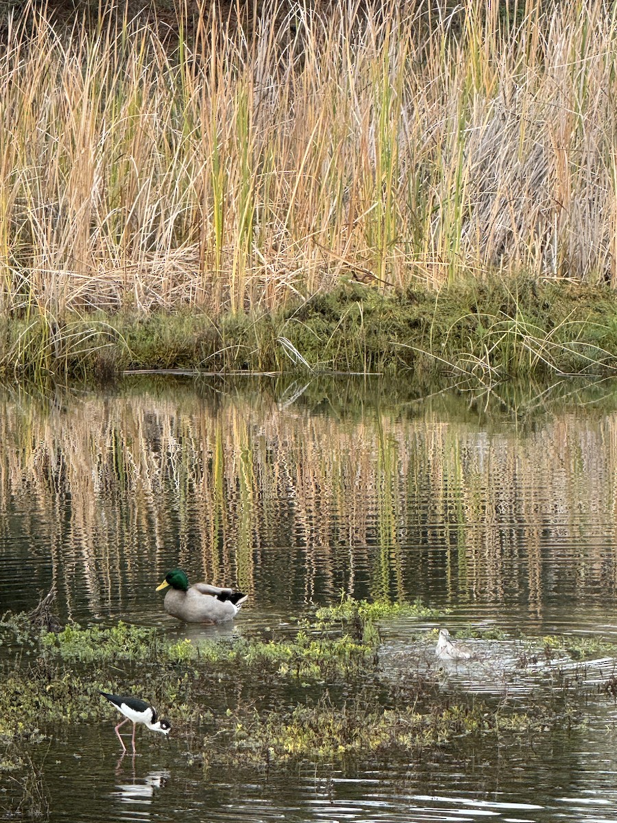 Кулик-довгоніг американський - ML645700293