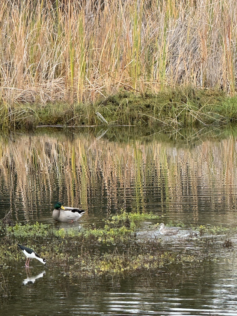 Кулик-довгоніг американський - ML645700294