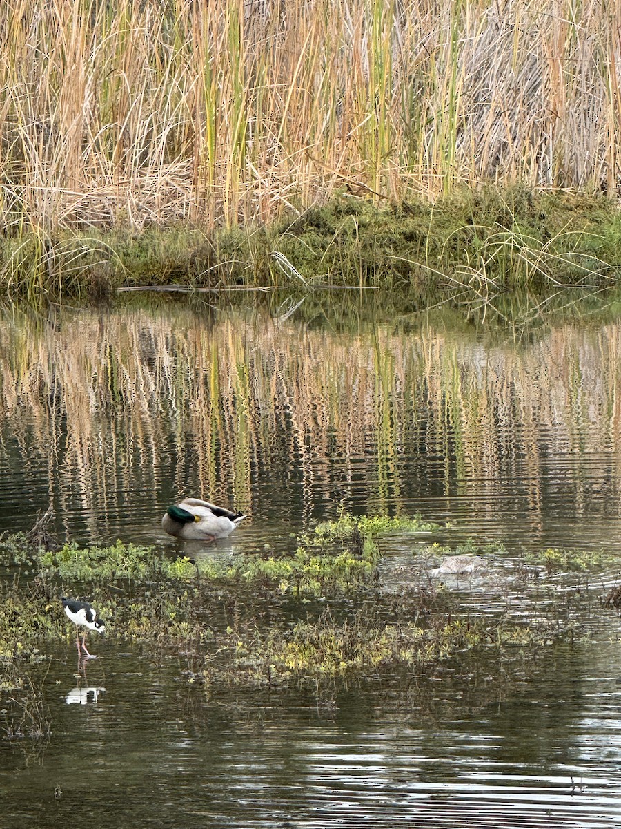 Кулик-довгоніг американський - ML645700295