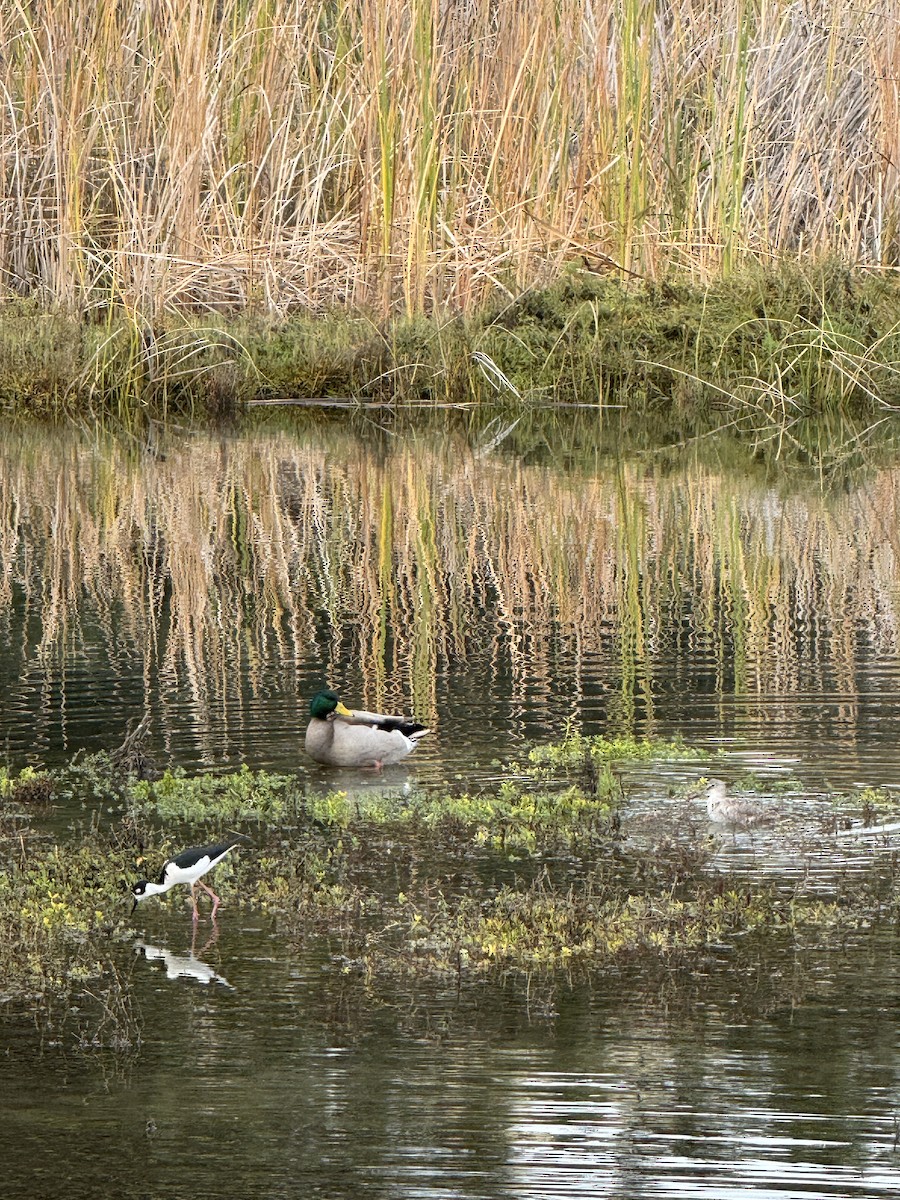 Кулик-довгоніг американський - ML645700296
