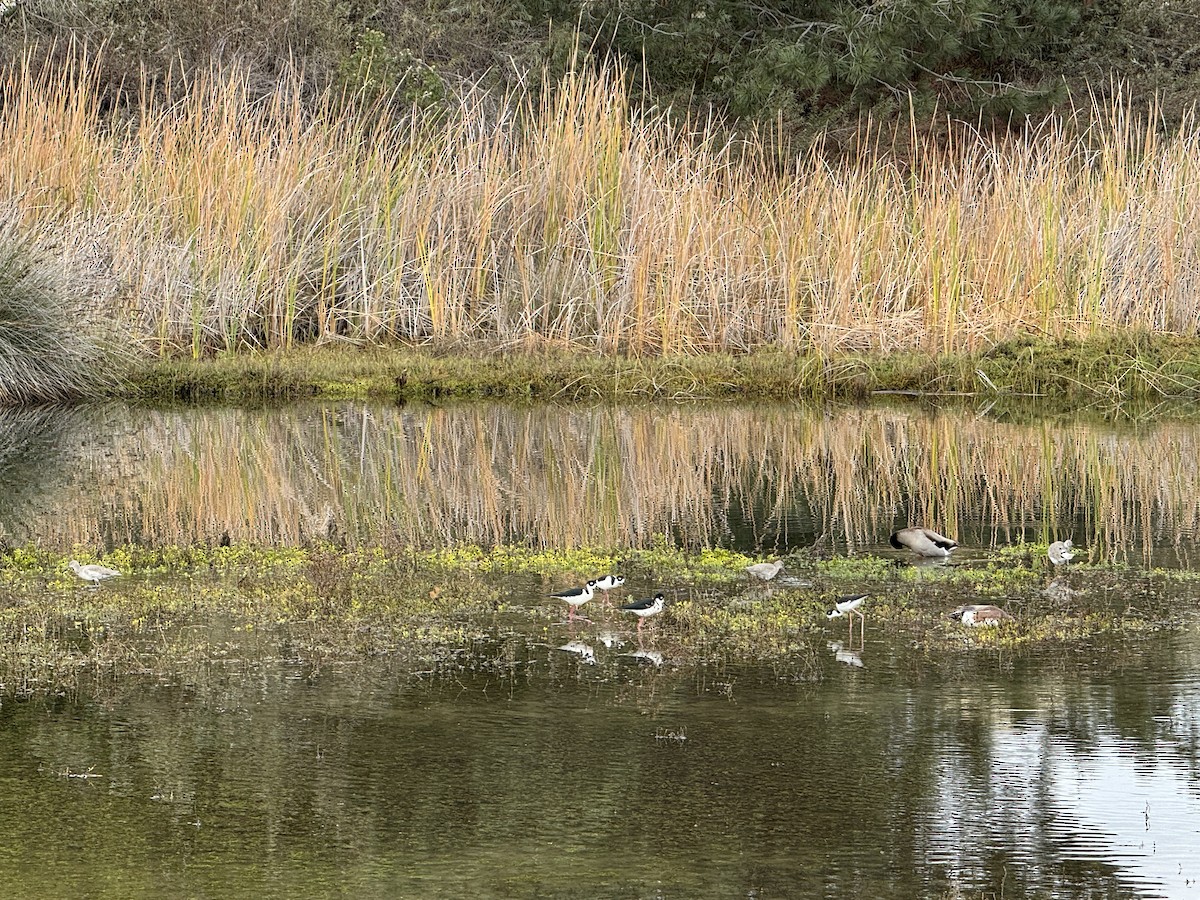 Кулик-довгоніг американський - ML645700297