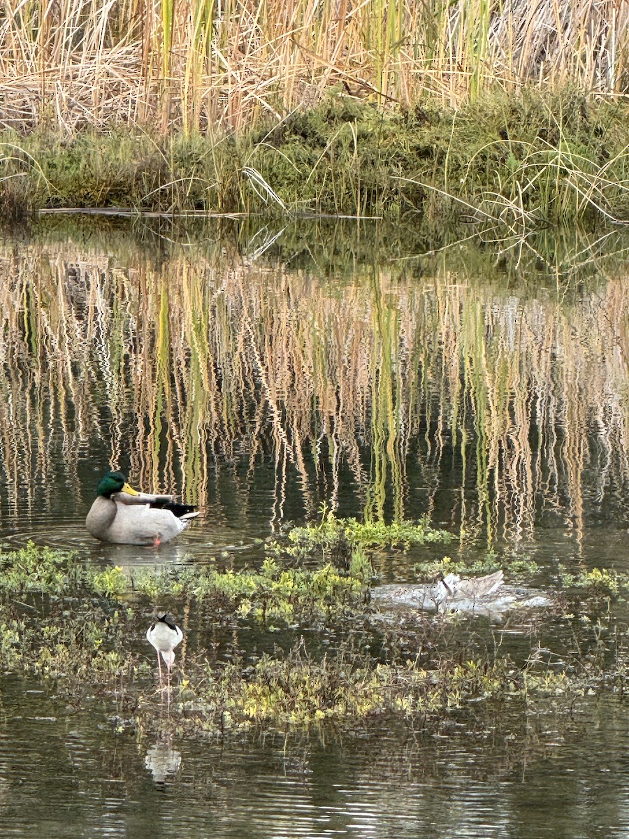 Кулик-довгоніг американський - ML645700298