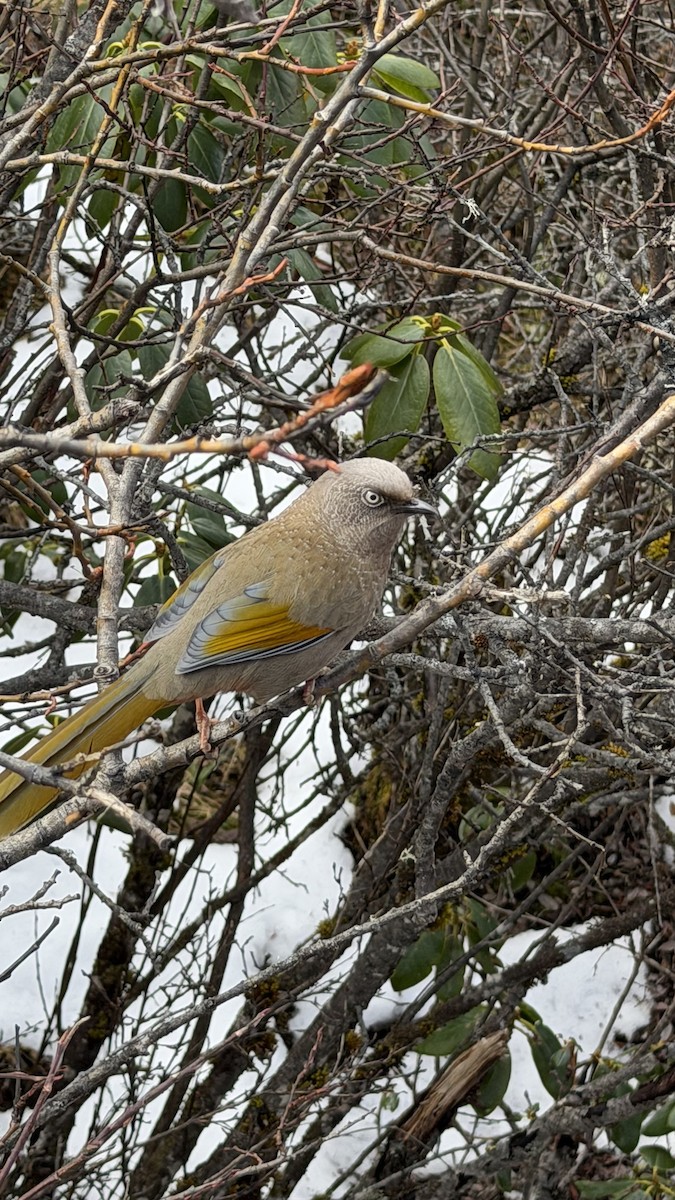 Чагарниця жовтокрила - ML645700299