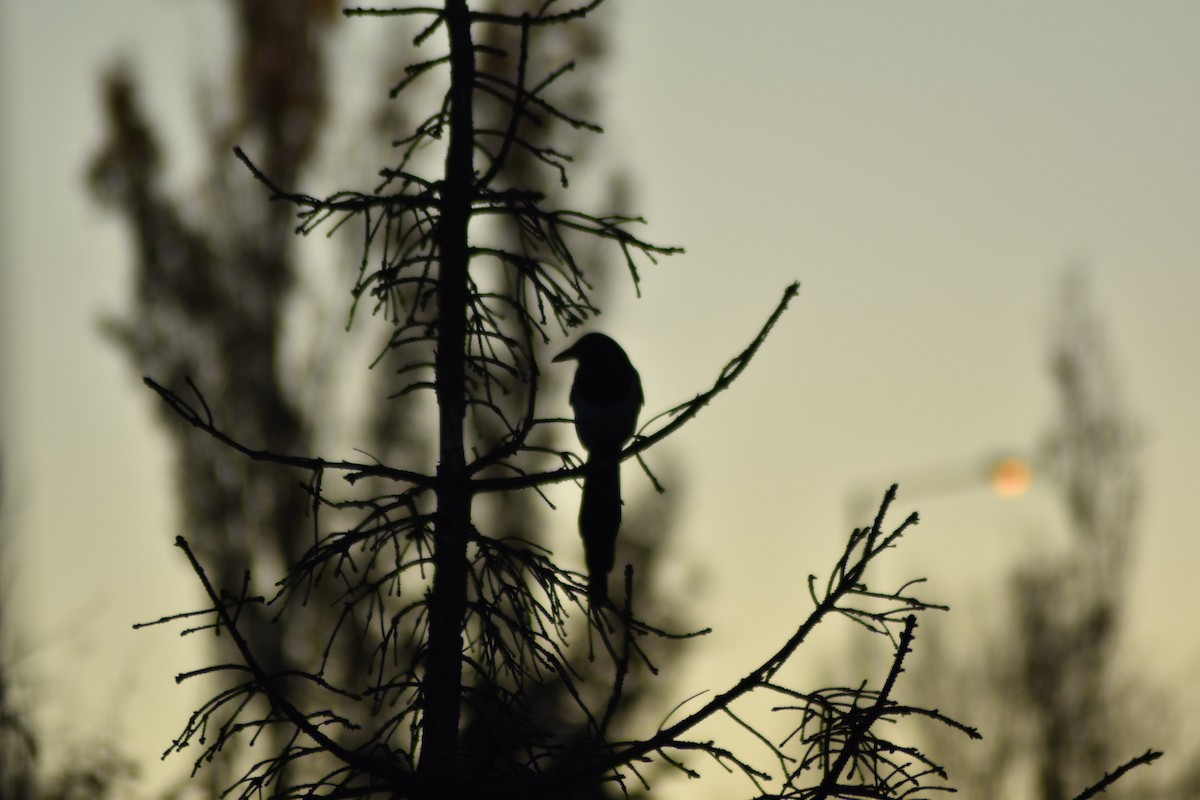 Сорока звичайна - ML645700300