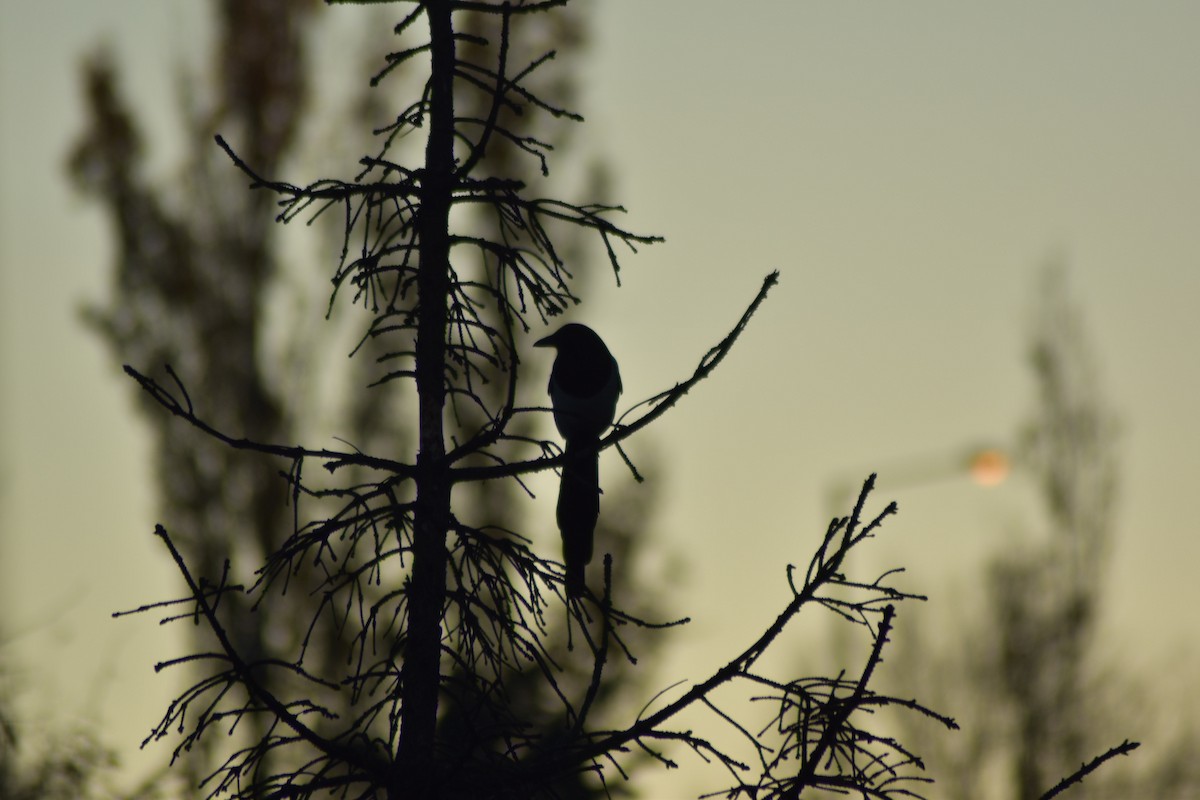 Сорока звичайна - ML645700301