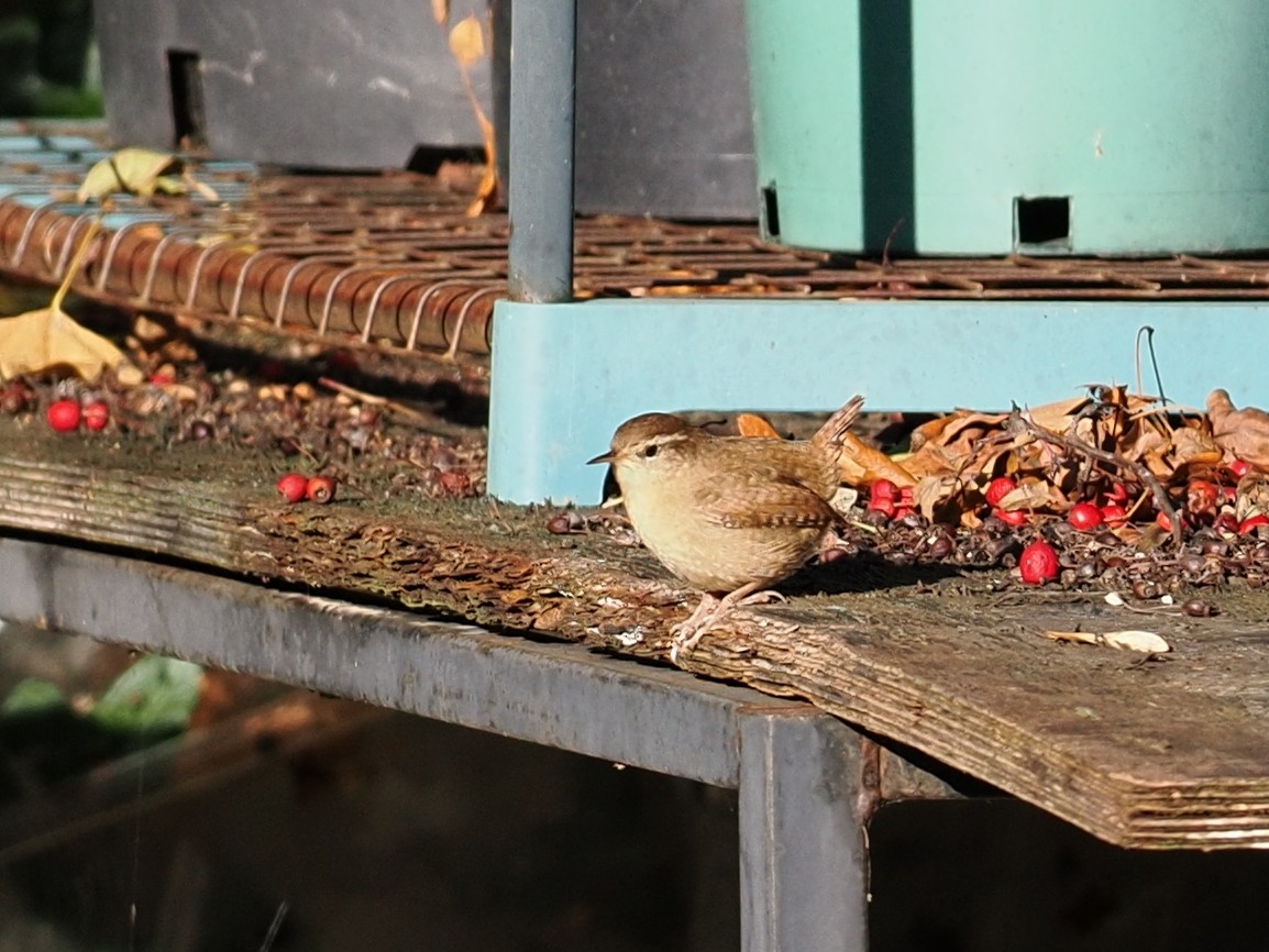 Волове очко - ML645700302