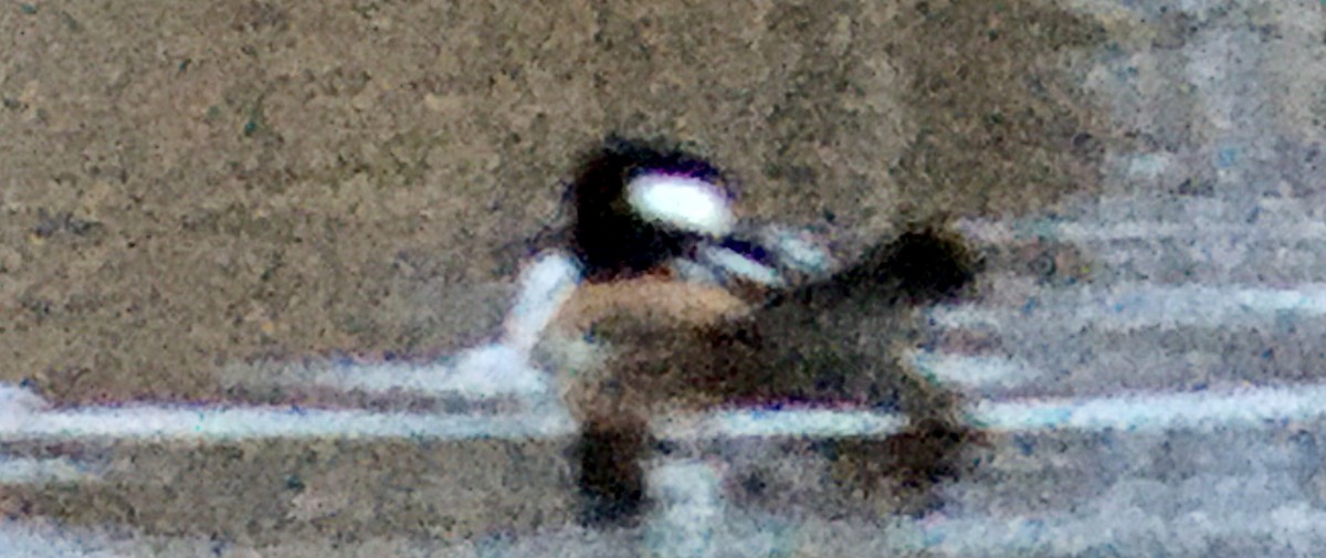 Крех жовтоокий - ML645700305