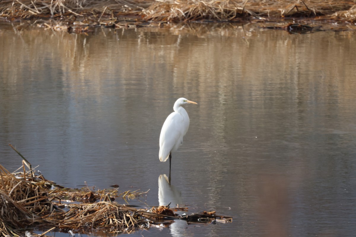 Чапля велика - ML645700306
