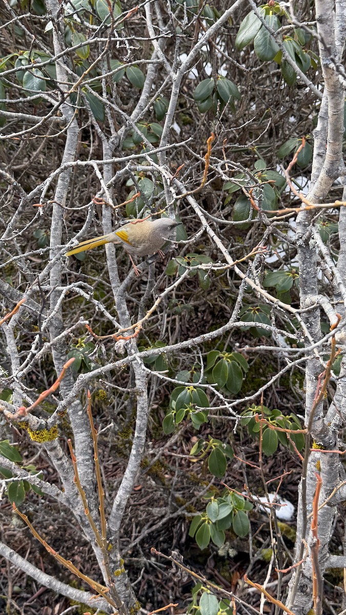 Чагарниця жовтокрила - ML645700308