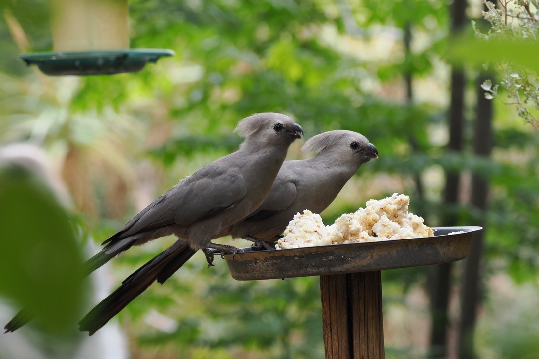 Галасник сірий - ML645700309