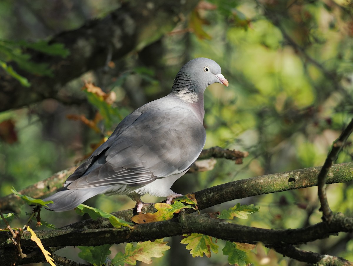 Припутень - ML645700310