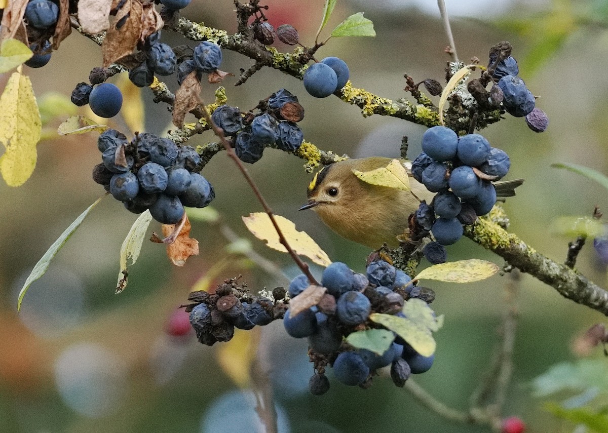 Підкоришник звичайний - ML645700312
