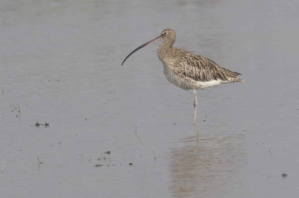 大杓鷸 - ML645700313