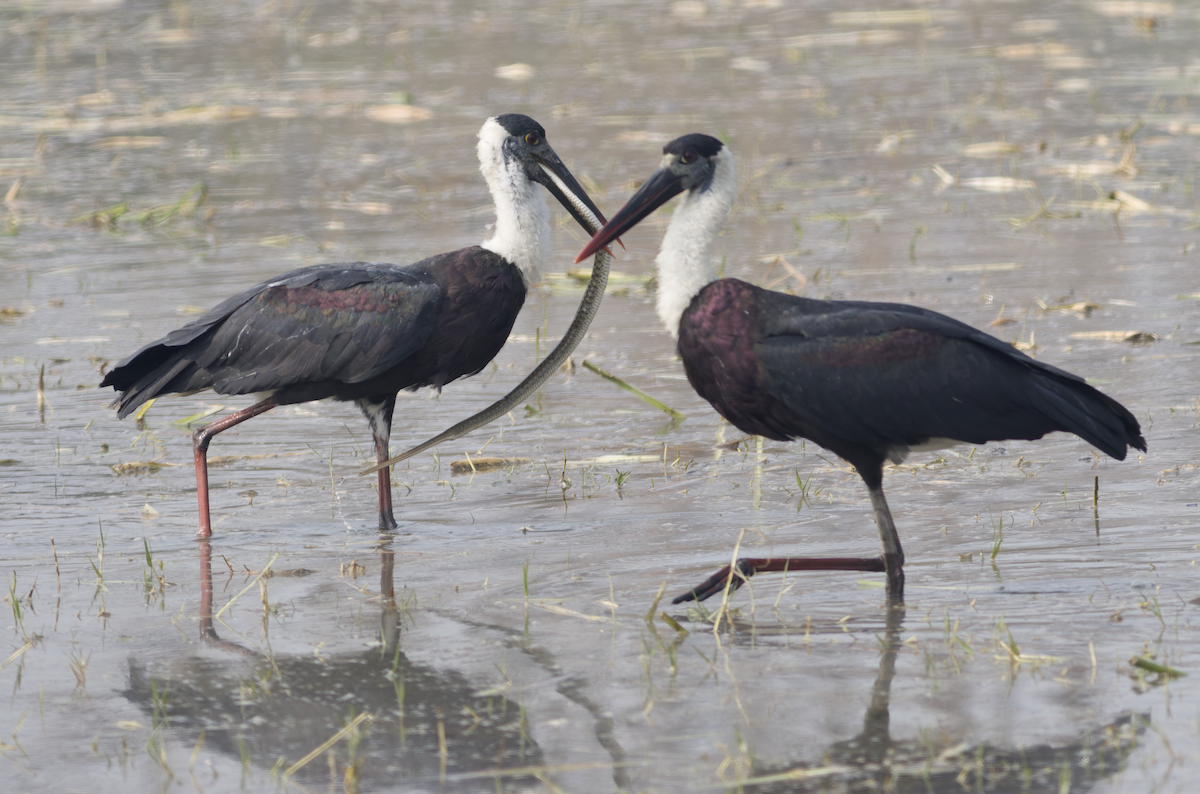 Asian Woolly-necked Stork - ML645700317