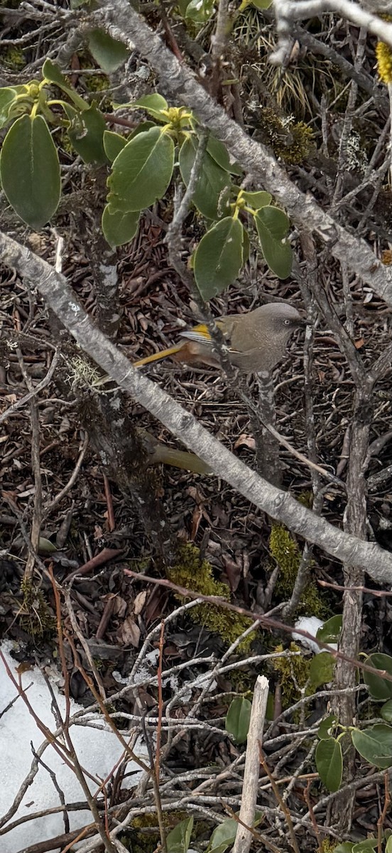 Elliot's Laughingthrush - ML645700318