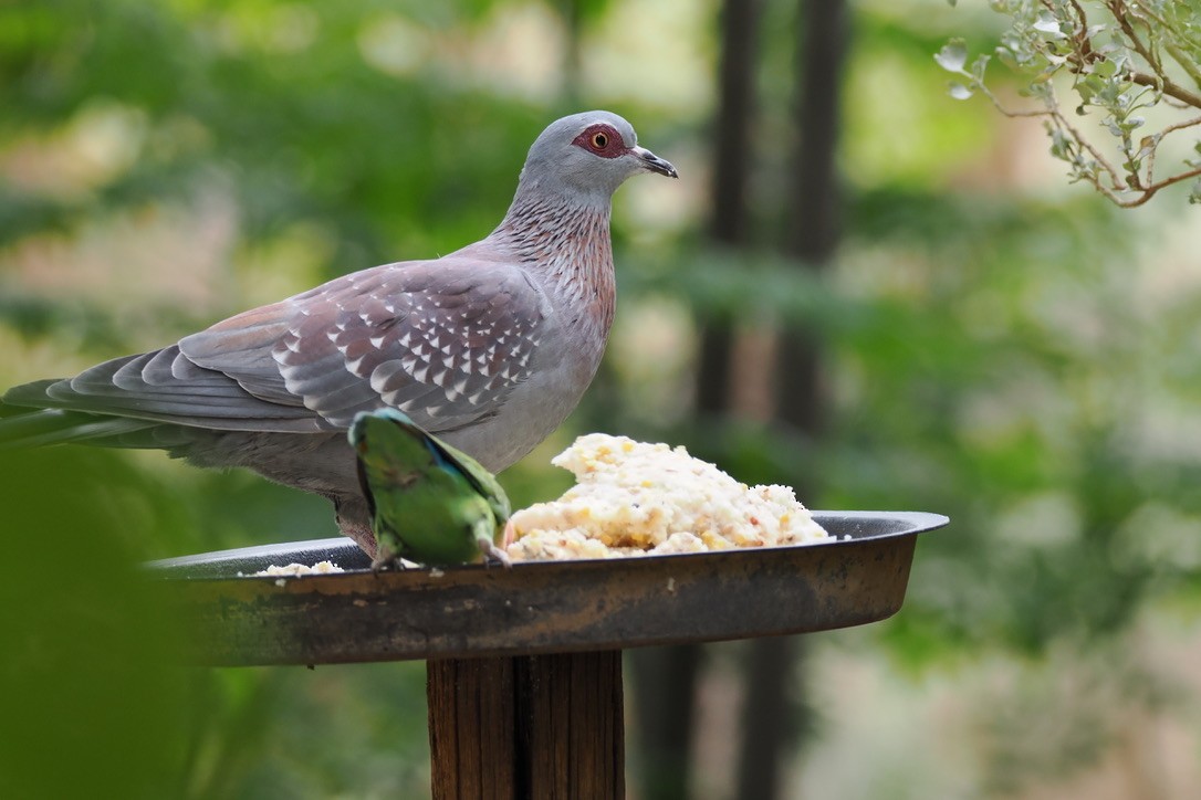 Speckled Pigeon - ML645700320