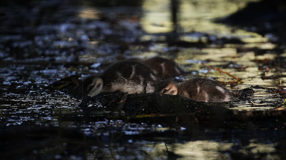 Gray Teal - ML645700321