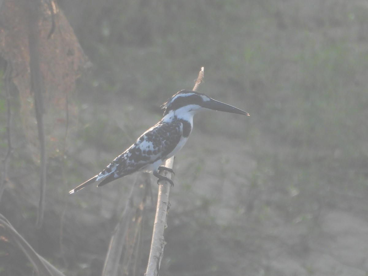 斑翡翠 - ML645700322