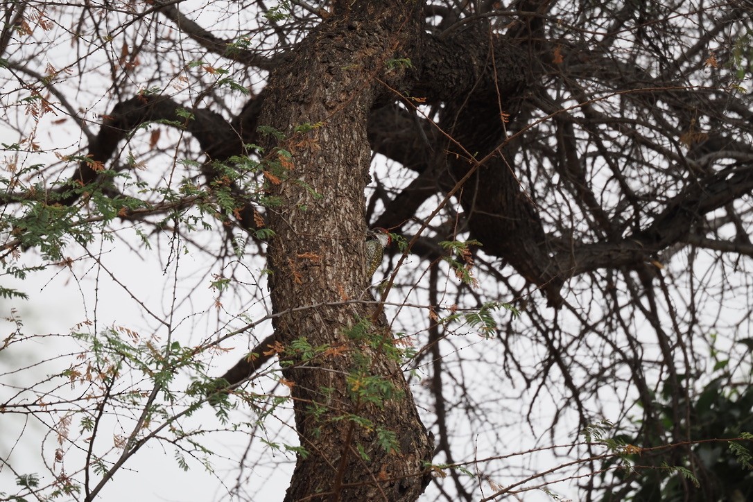 Golden-tailed Woodpecker - ML645700323