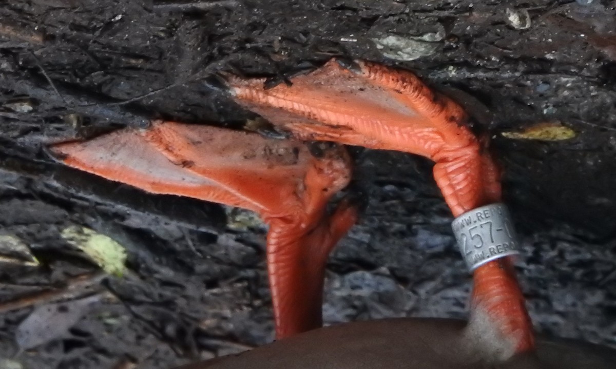 綠頭鴨 - ML645700324